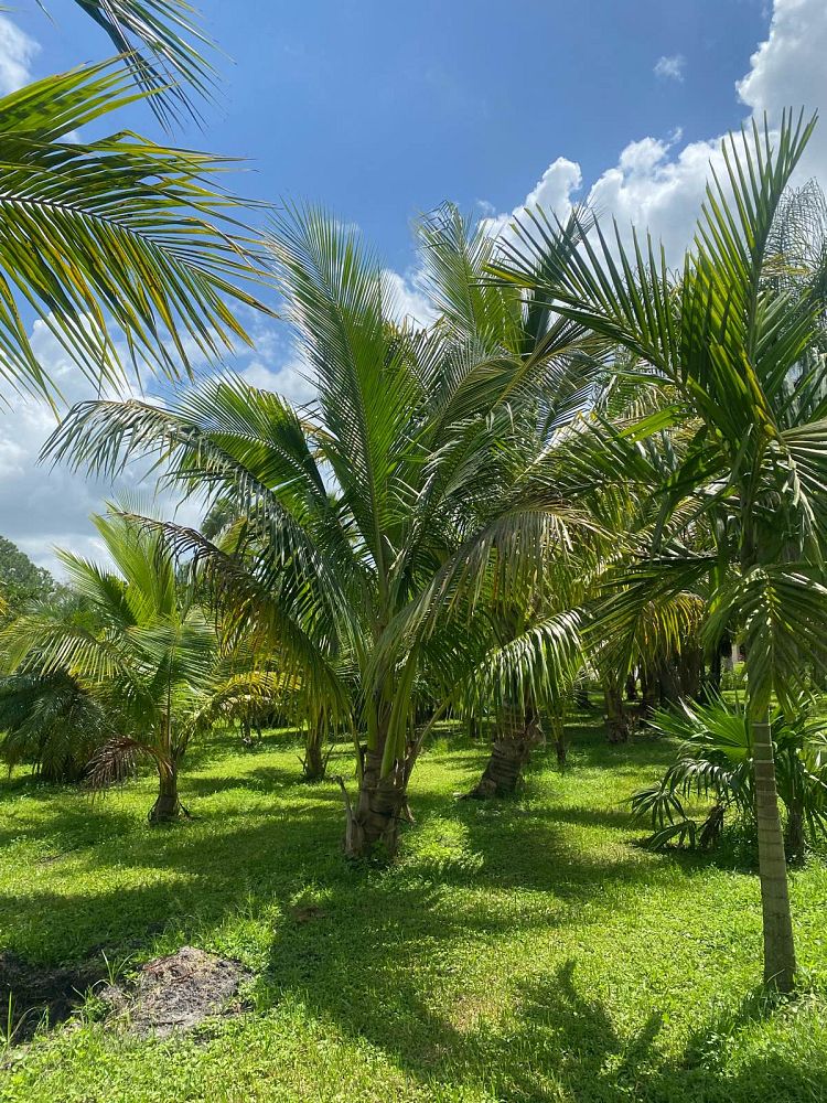 cocos-nucifera-green-malayan-coconut-palm