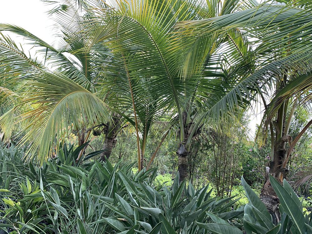 cocos-nucifera-green-malayan-coconut-palm