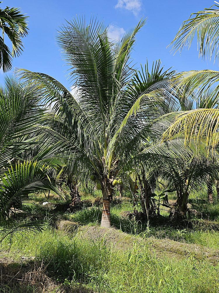cocos-nucifera-green-malayan-coconut-palm