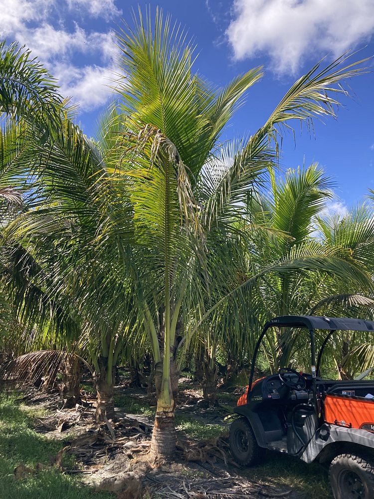 cocos-nucifera-green-malayan-coconut-palm