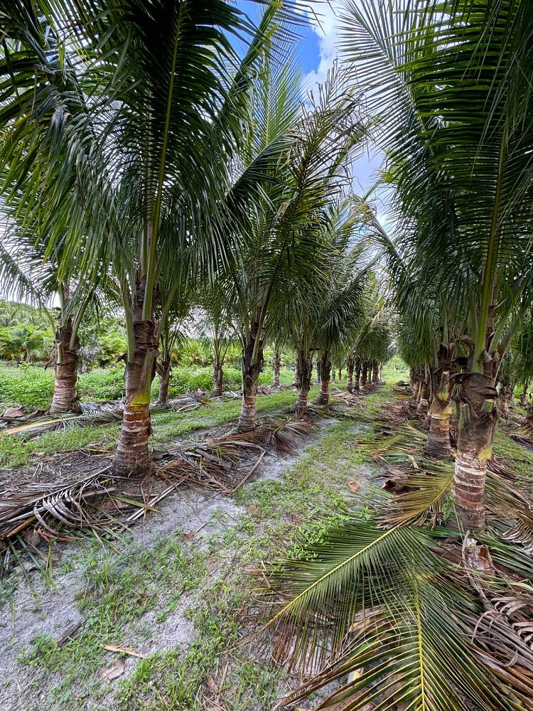 cocos-nucifera-green-malayan-coconut-palm