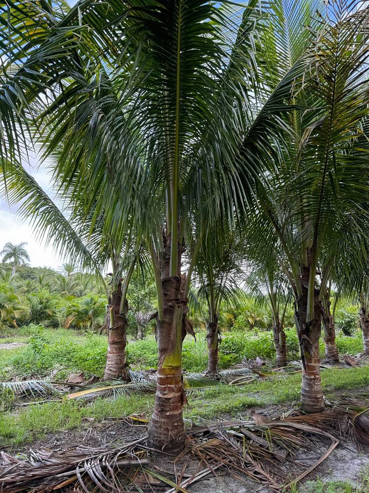 cocos-nucifera-green-malayan-coconut-palm
