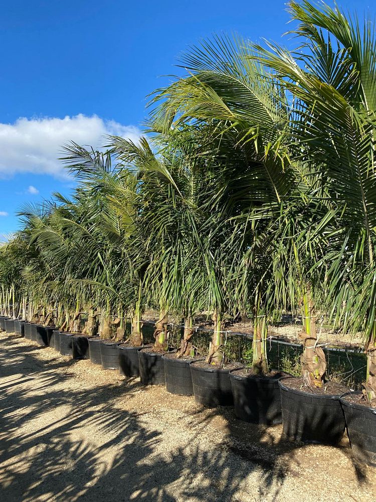 cocos-nucifera-green-malayan-coconut-palm