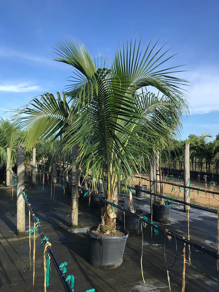 cocos-nucifera-green-malayan-coconut-palm
