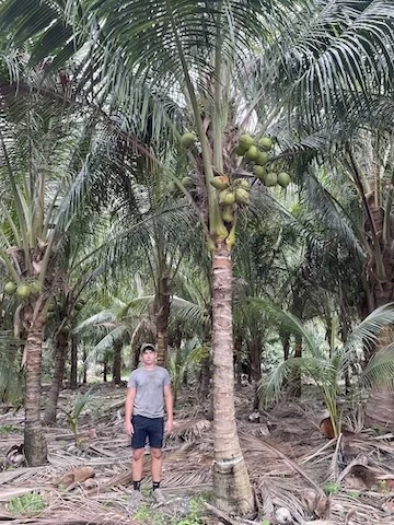 cocos-nucifera-green-malayan-coconut-palm