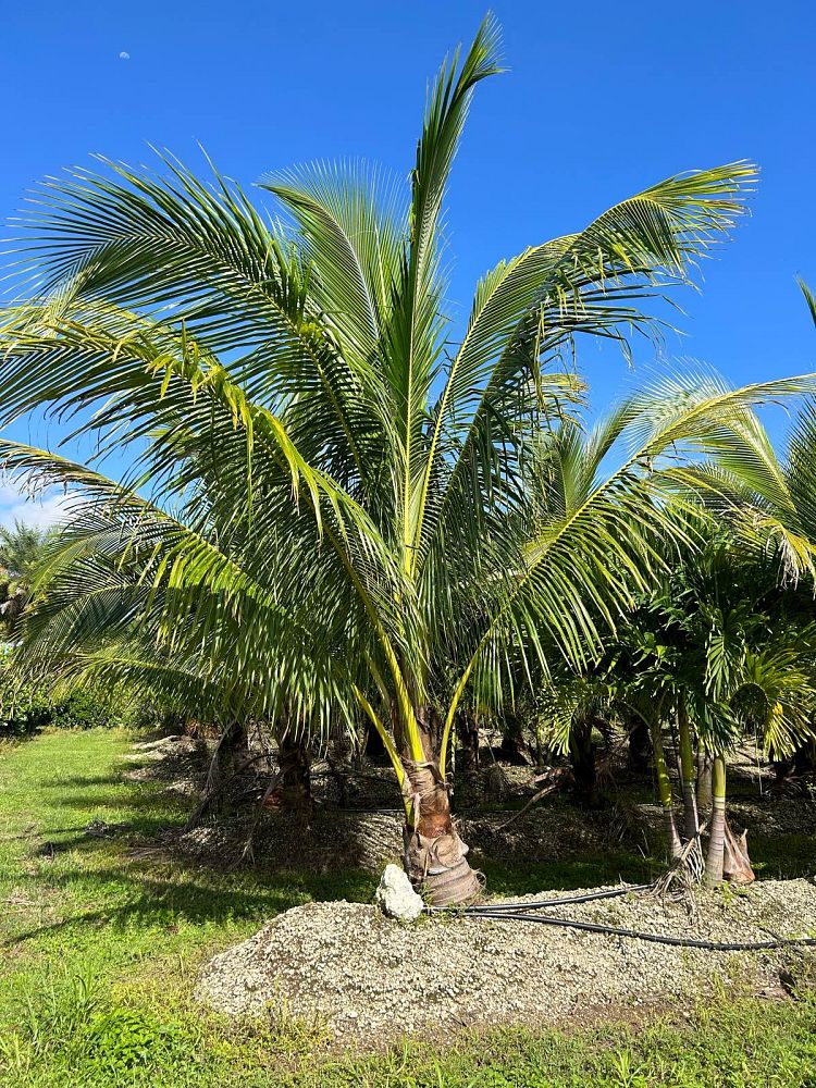 cocos-nucifera-green-malayan-coconut-palm