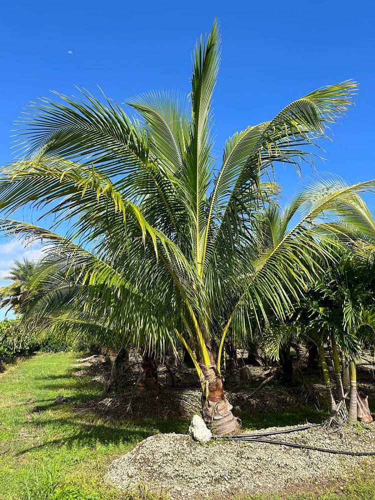 cocos-nucifera-green-malayan-coconut-palm