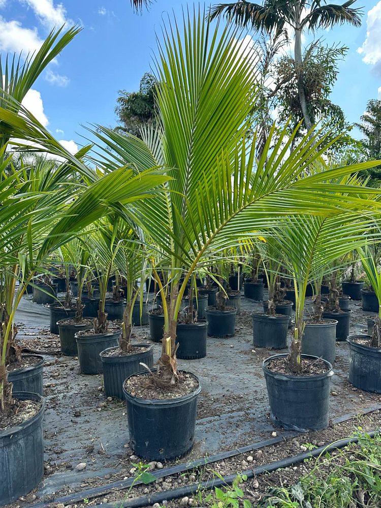 cocos-nucifera-green-malayan-coconut-palm