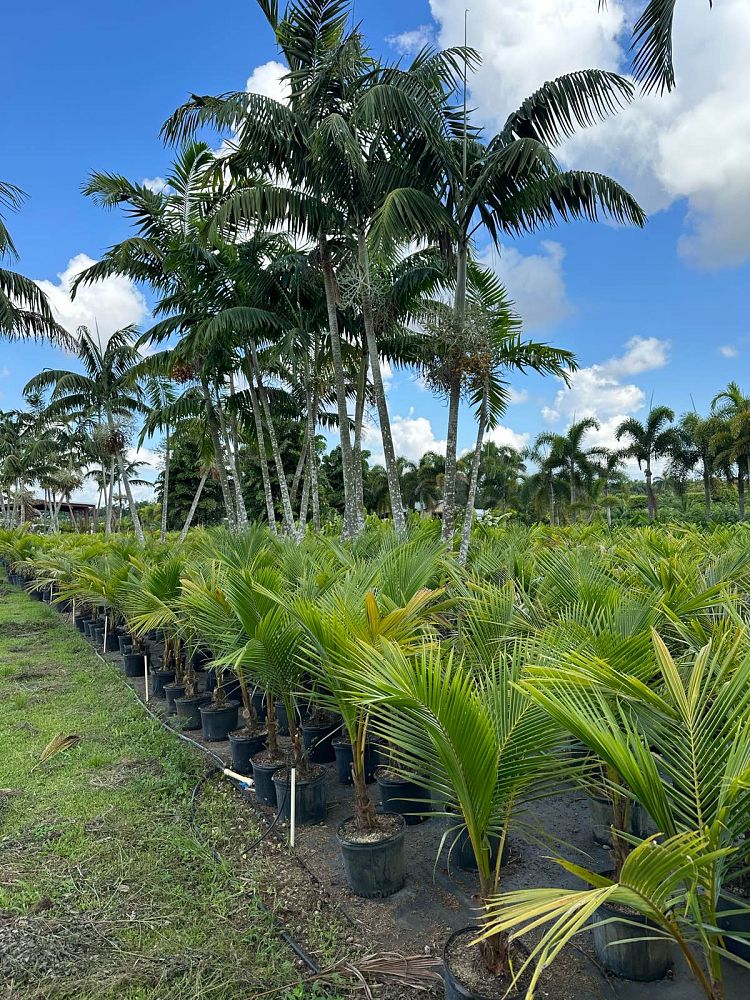cocos-nucifera-green-malayan-coconut-palm