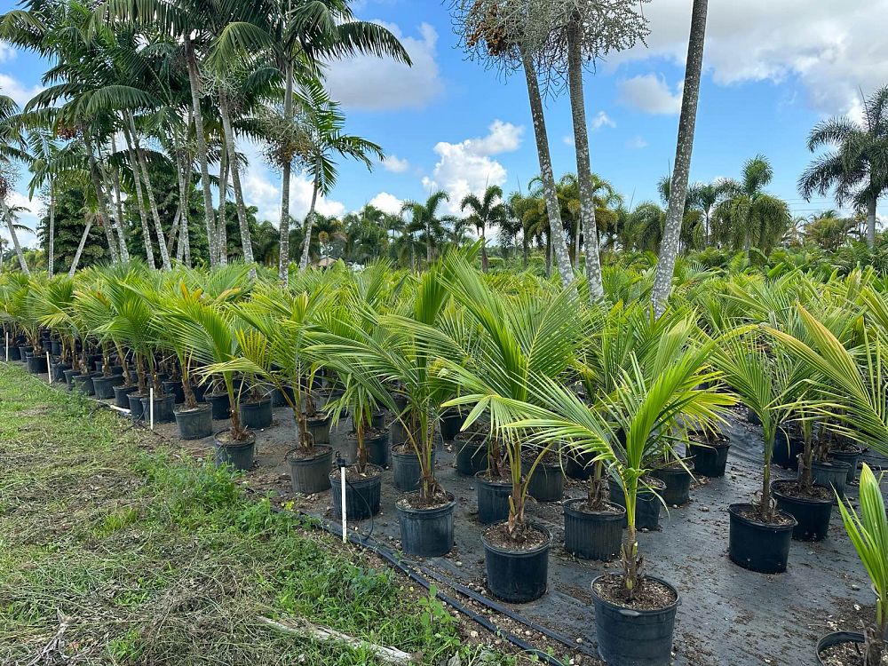 cocos-nucifera-green-malayan-coconut-palm