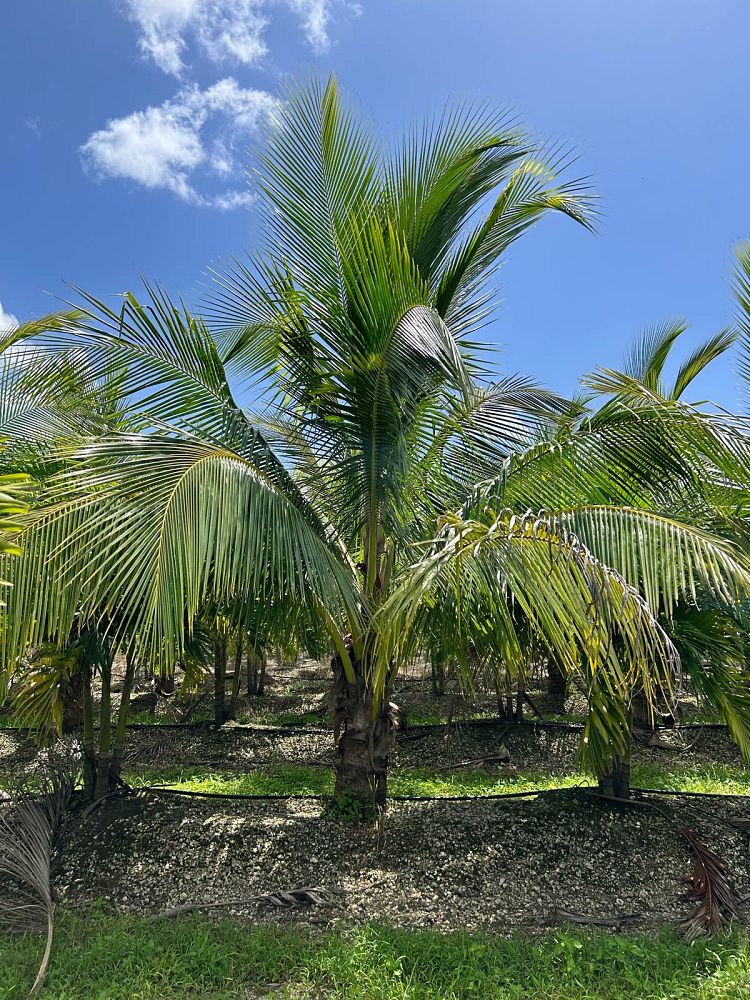 cocos-nucifera-green-malayan-coconut-palm