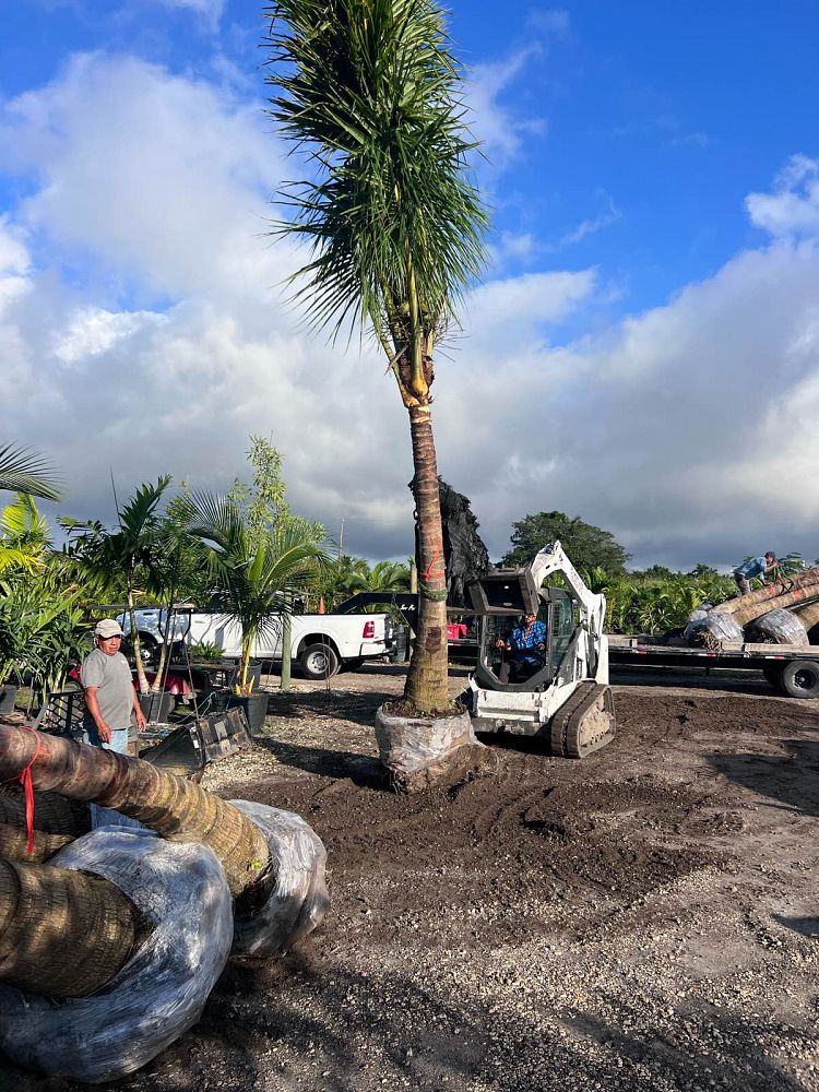 cocos-nucifera-green-malayan-coconut-palm