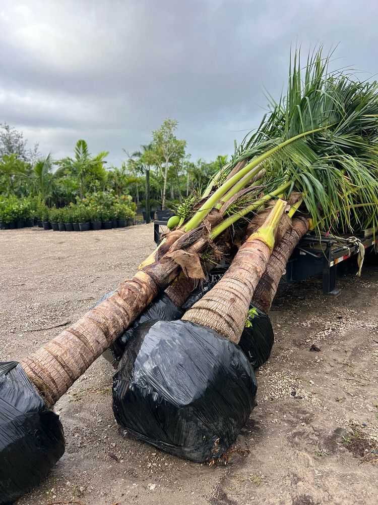 cocos-nucifera-green-malayan-coconut-palm