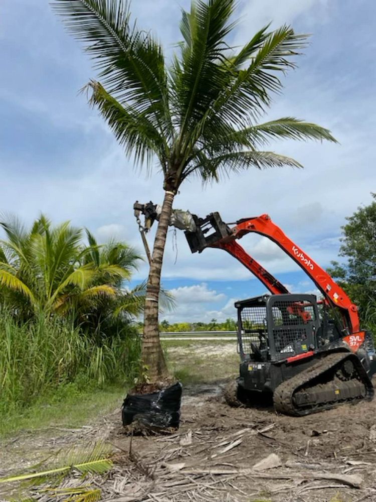 cocos-nucifera-green-malayan-coconut-palm