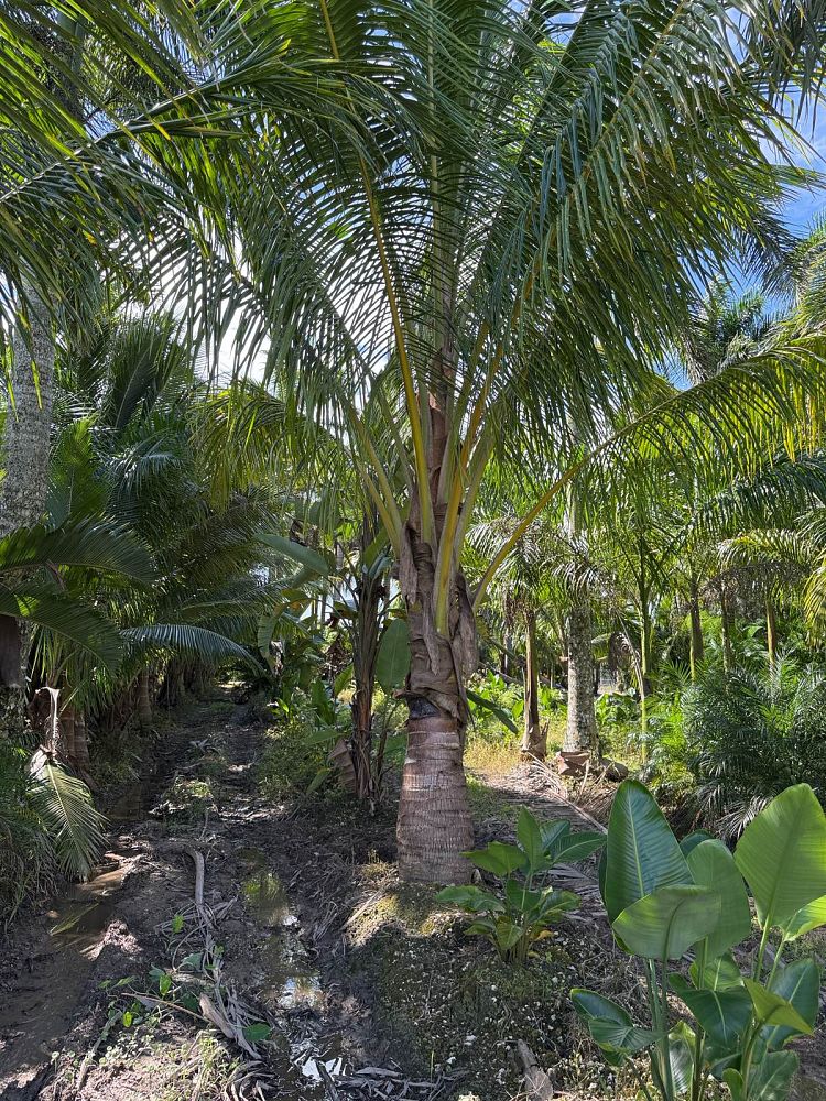 cocos-nucifera-green-malayan-coconut-palm