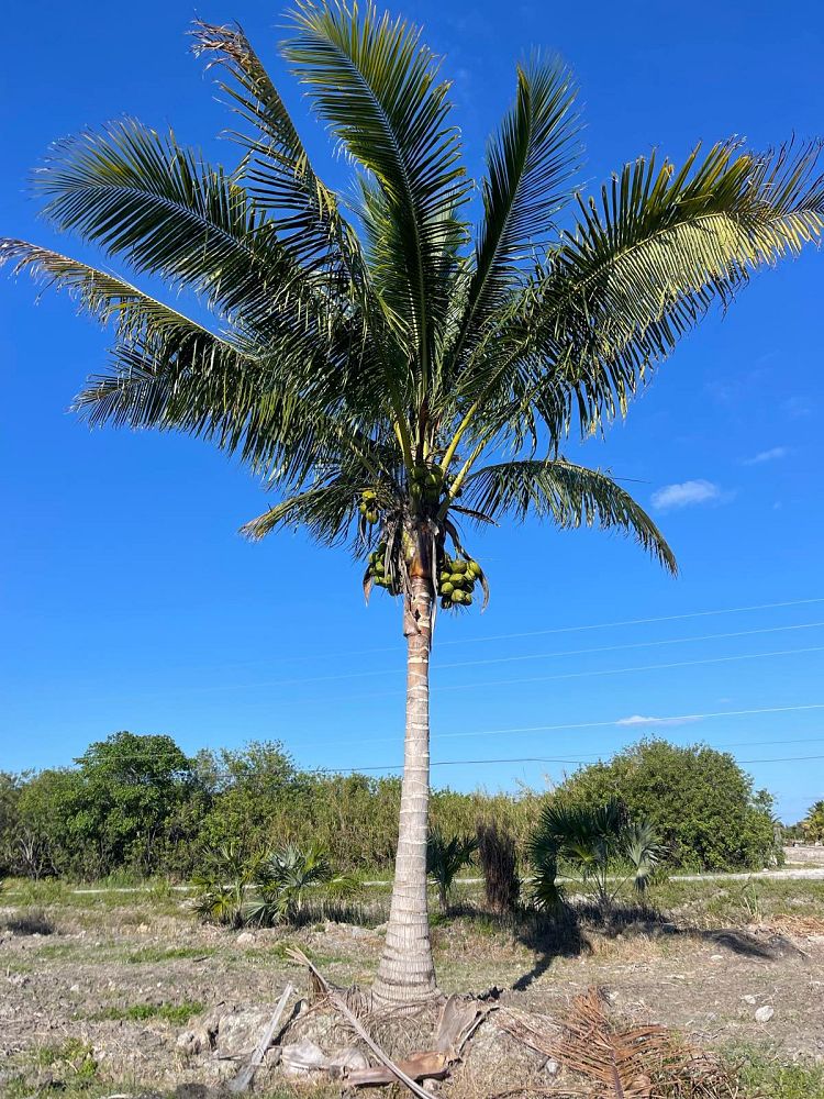 cocos-nucifera-green-malayan-coconut-palm