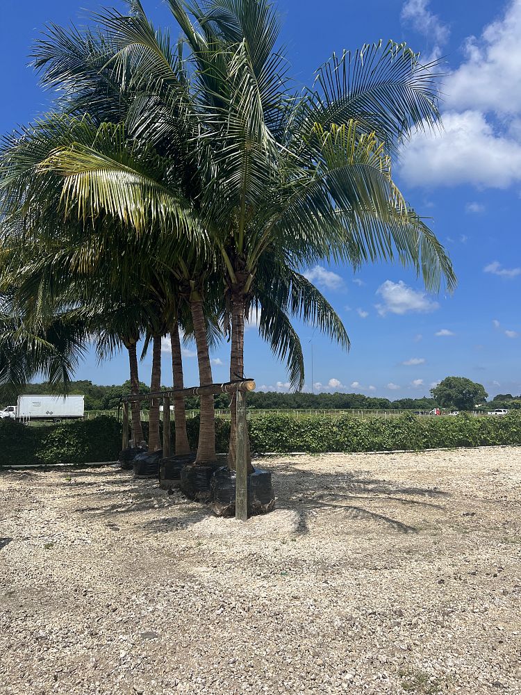 cocos-nucifera-green-malayan-coconut-palm
