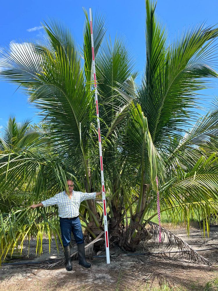 cocos-nucifera-green-malayan-coconut-palm