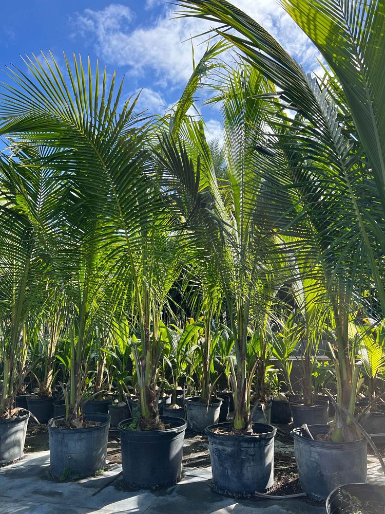 cocos-nucifera-green-malayan-coconut-palm
