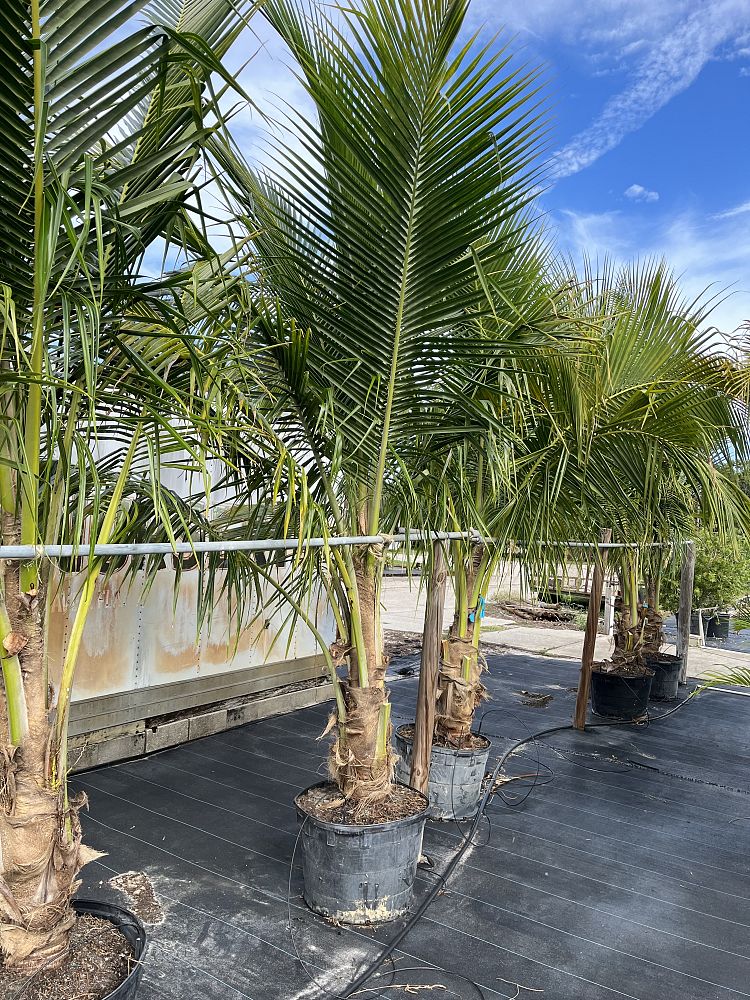 cocos-nucifera-green-malayan-coconut-palm