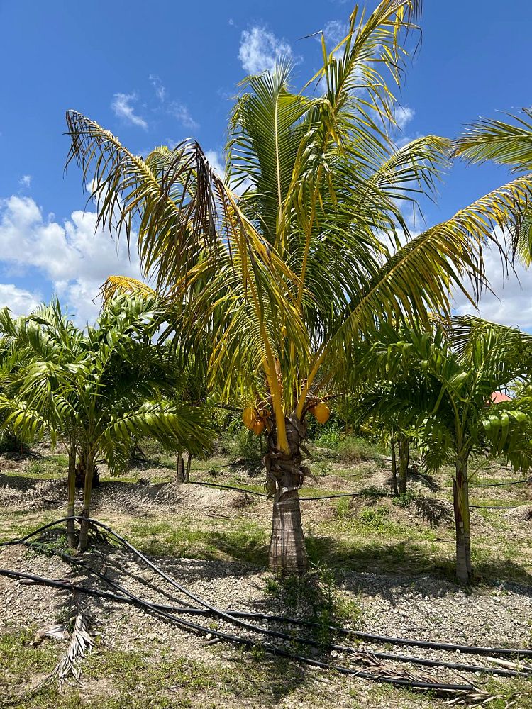 cocos-nucifera-green-malayan-coconut-palm