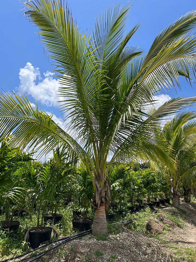 cocos-nucifera-green-malayan-coconut-palm