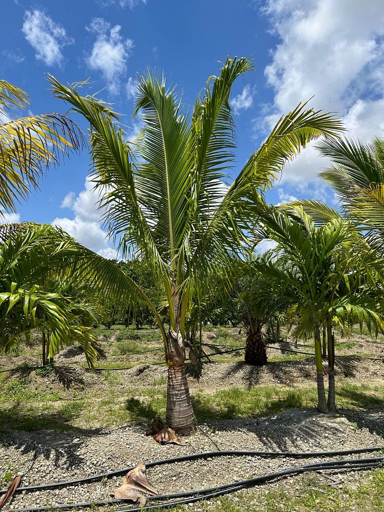 cocos-nucifera-green-malayan-coconut-palm