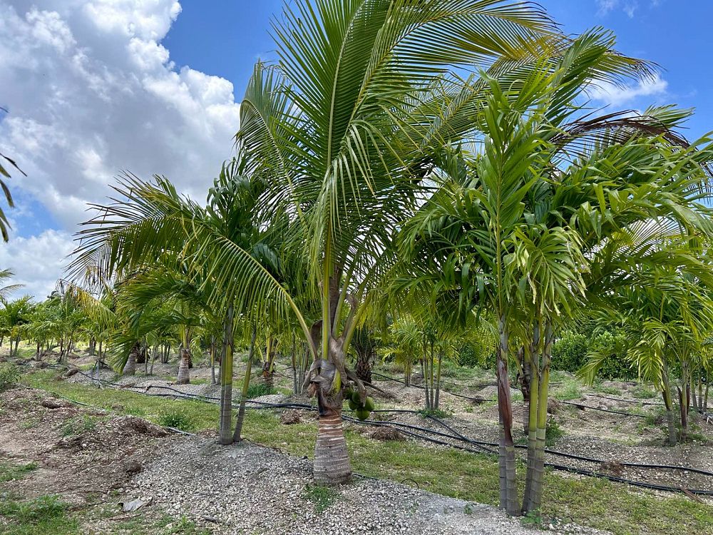 cocos-nucifera-green-malayan-coconut-palm