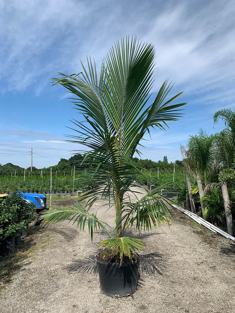 cocos-nucifera-green-malayan-coconut-palm