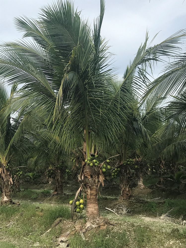 cocos-nucifera-green-malayan-coconut-palm