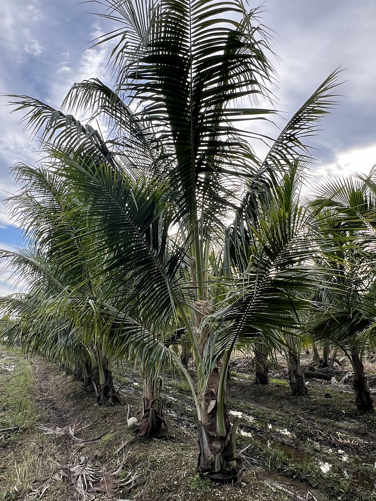 cocos-nucifera-green-malayan-coconut-palm