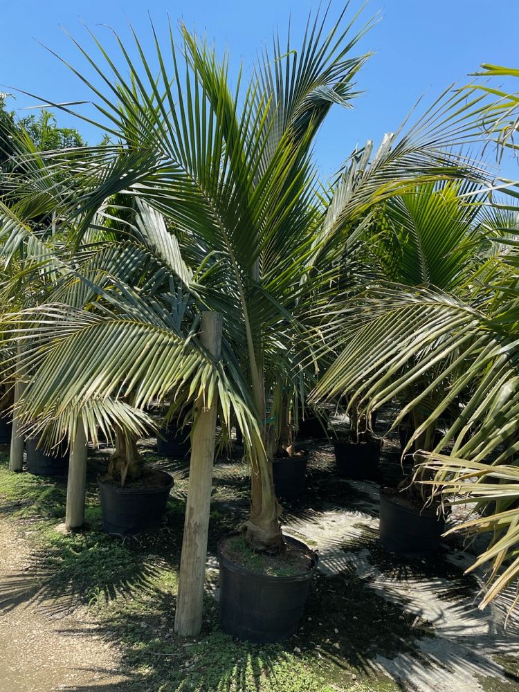 cocos-nucifera-green-malayan-coconut-palm