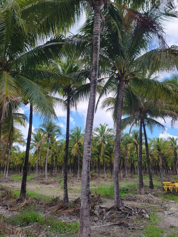 cocos-nucifera-green-malayan-coconut-palm