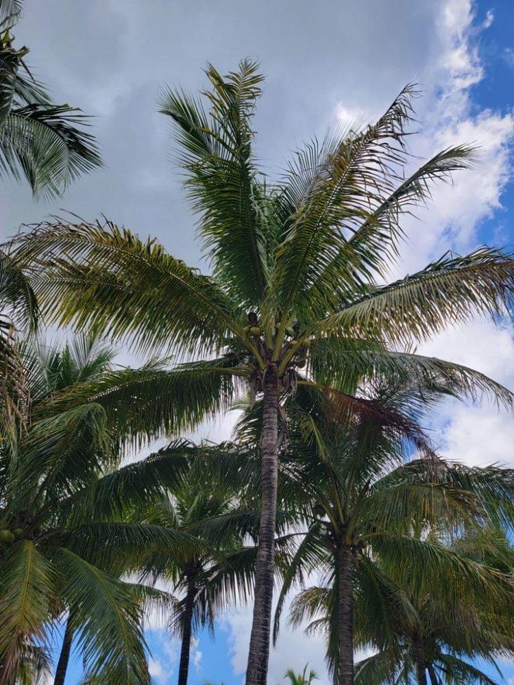 cocos-nucifera-green-malayan-coconut-palm