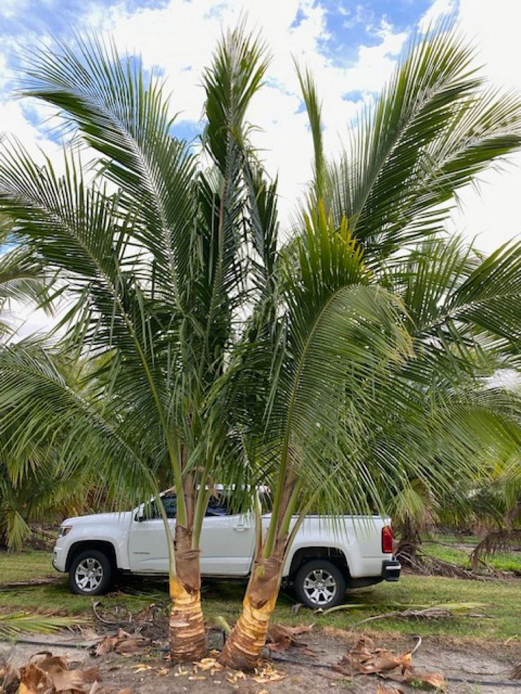 cocos-nucifera-green-malayan-coconut-palm