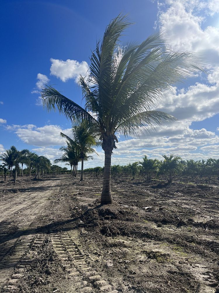 cocos-nucifera-green-malayan-coconut-palm