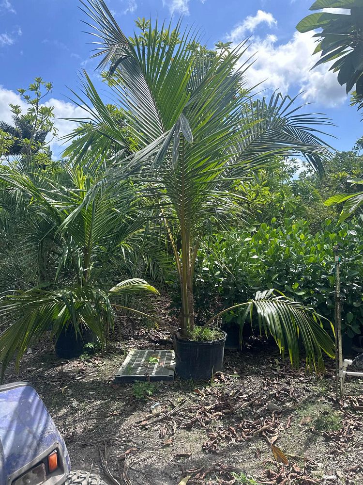 cocos-nucifera-green-malayan-coconut-palm