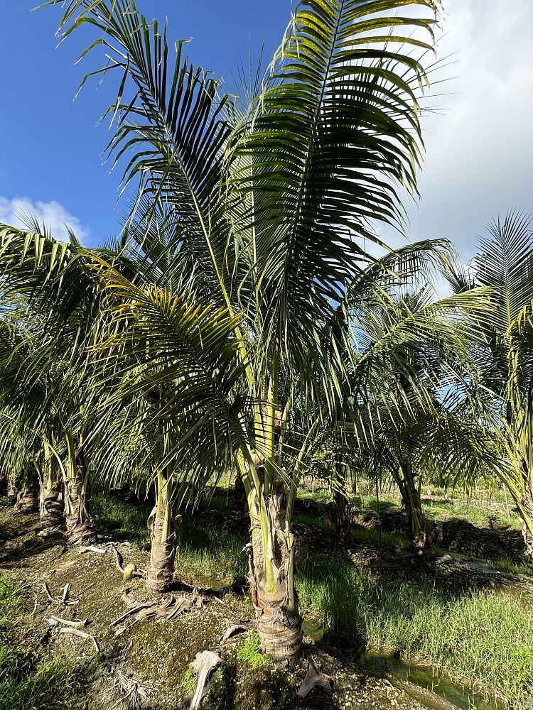 cocos-nucifera-green-malayan-coconut-palm