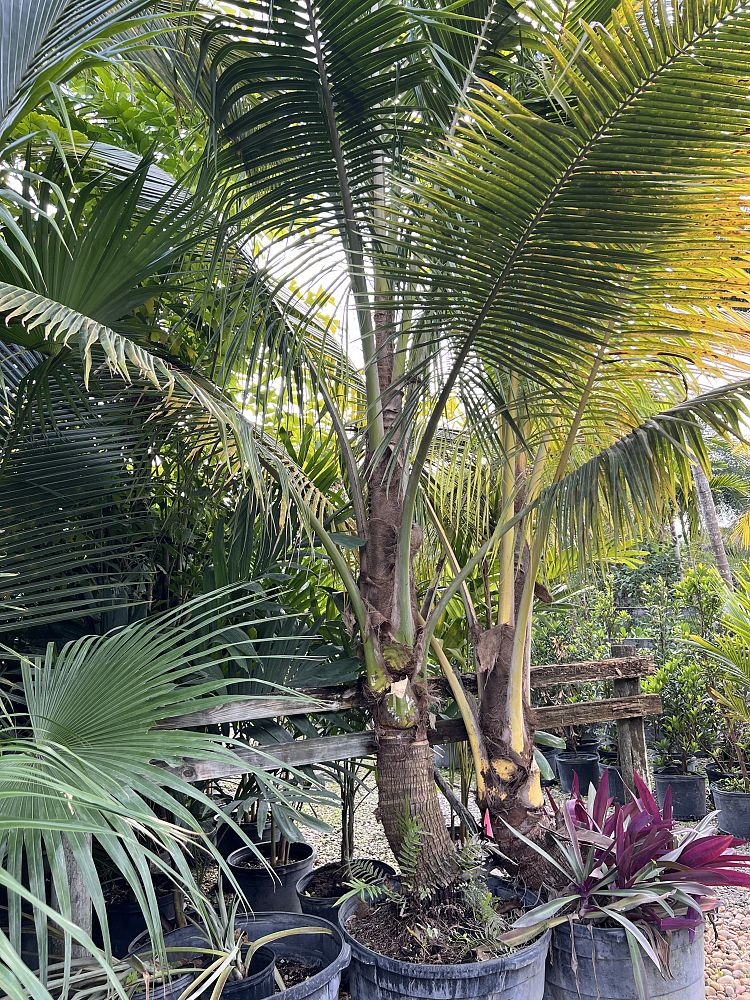 cocos-nucifera-green-malayan-coconut-palm