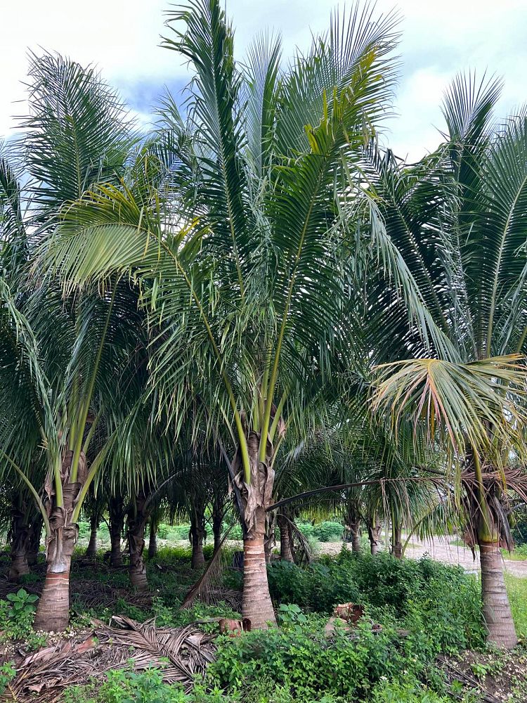 cocos-nucifera-green-malayan-coconut-palm