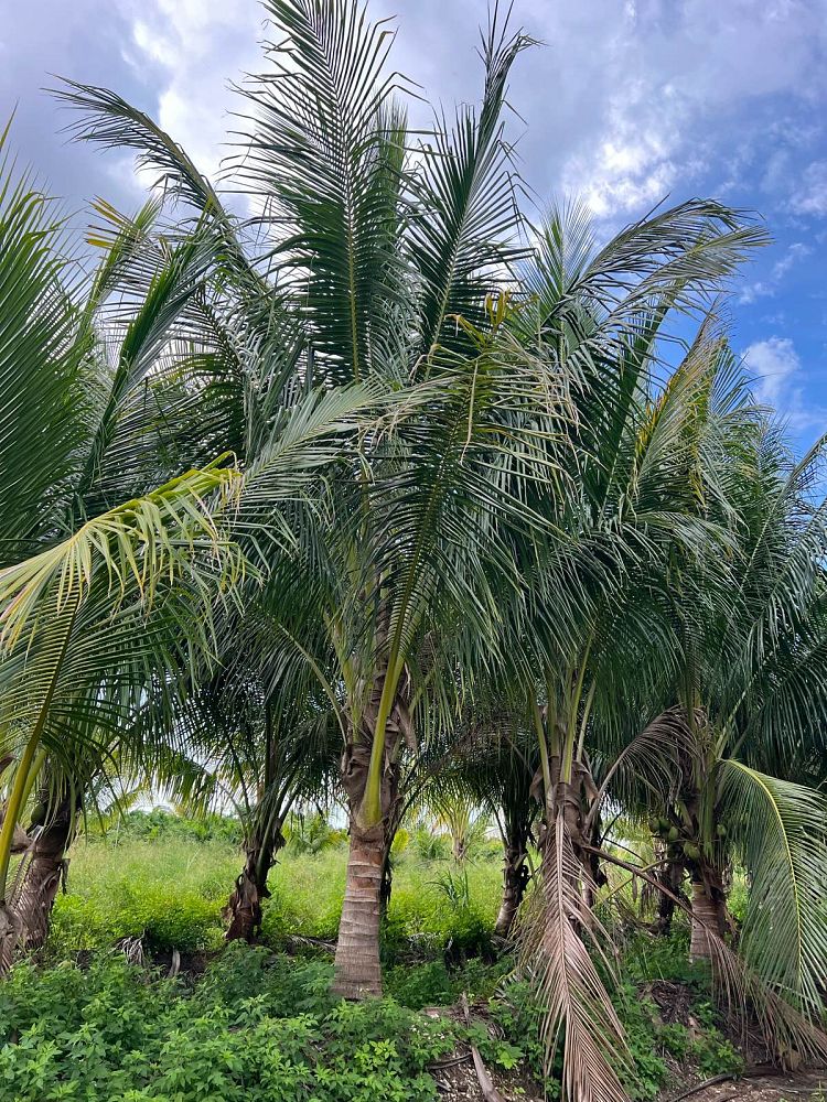 cocos-nucifera-green-malayan-coconut-palm