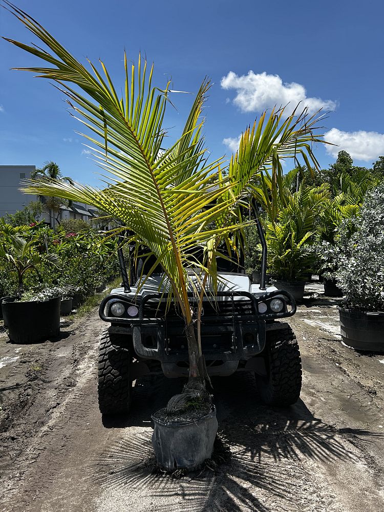 cocos-nucifera-green-malayan-coconut-palm