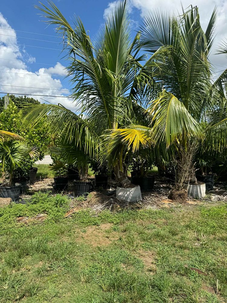 cocos-nucifera-green-malayan-coconut-palm