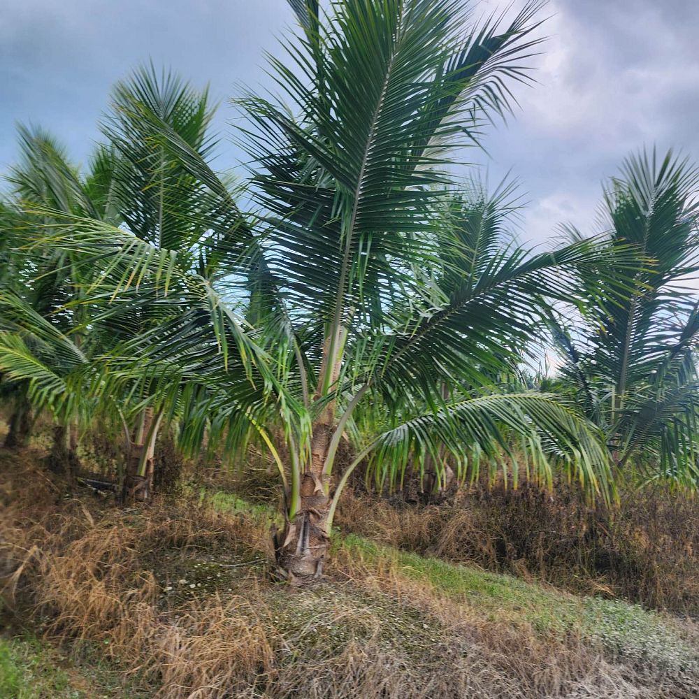 cocos-nucifera-green-malayan-coconut-palm
