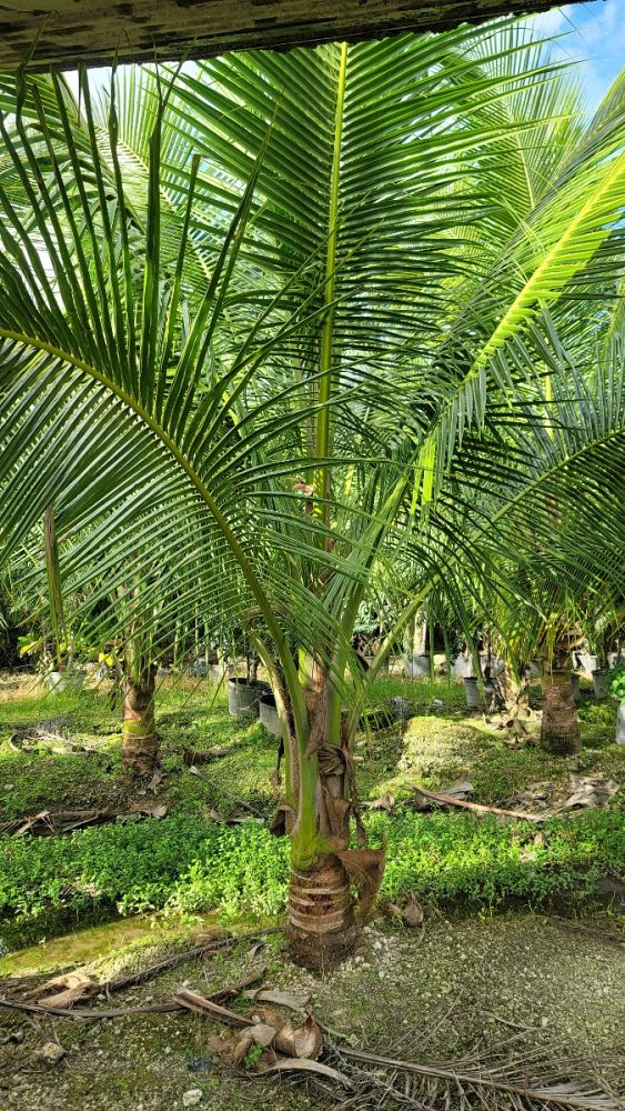 cocos-nucifera-green-malayan-coconut-palm