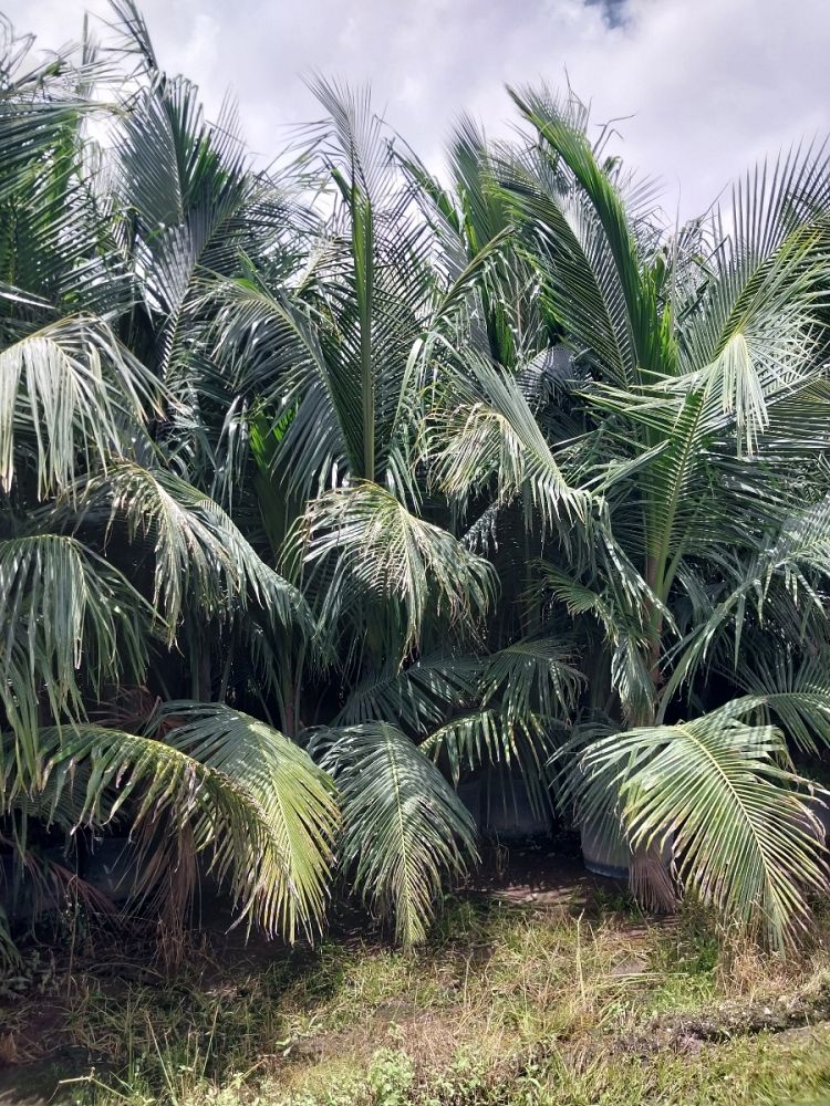 cocos-nucifera-green-malayan-coconut-palm