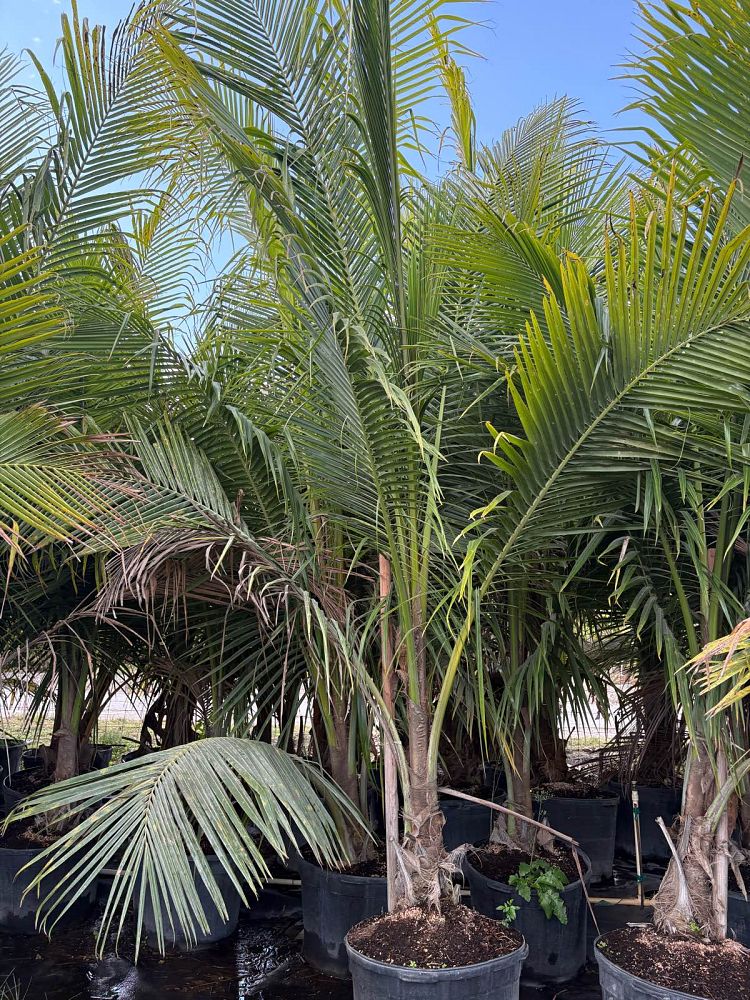 cocos-nucifera-green-malayan-coconut-palm