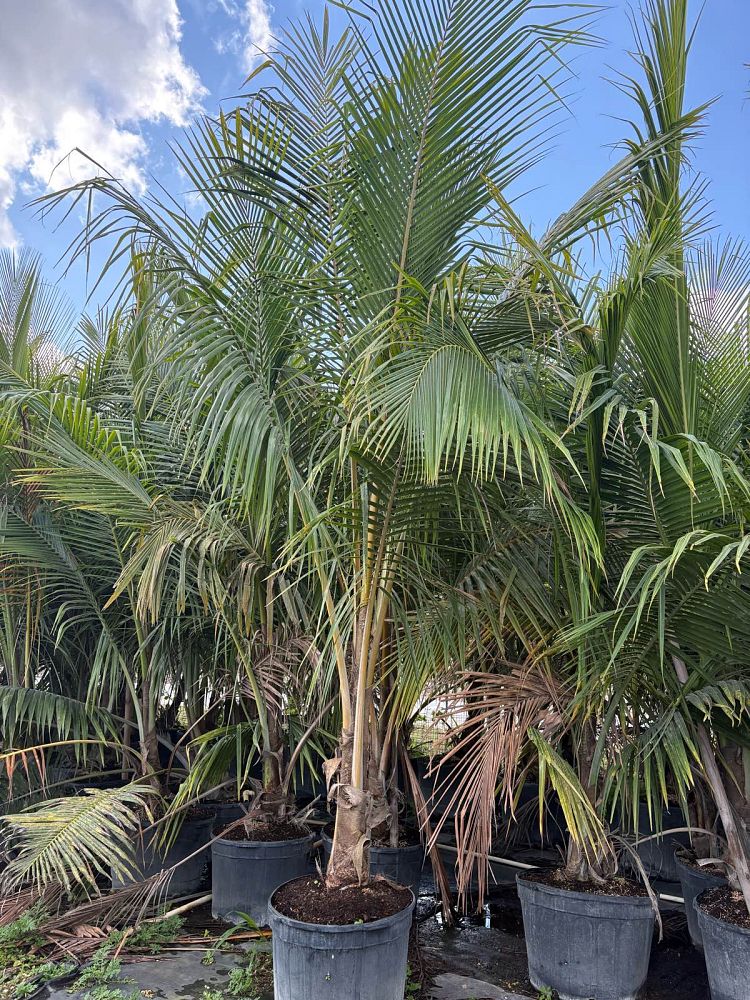 cocos-nucifera-green-malayan-coconut-palm