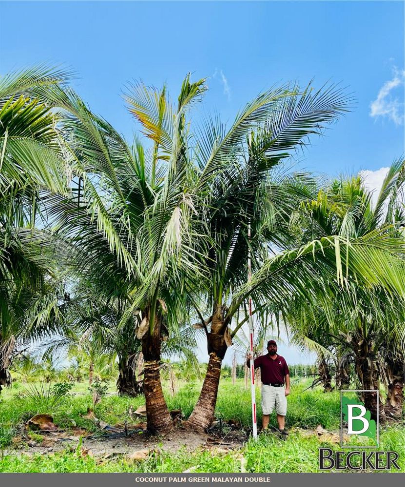 cocos-nucifera-green-malayan-coconut-palm