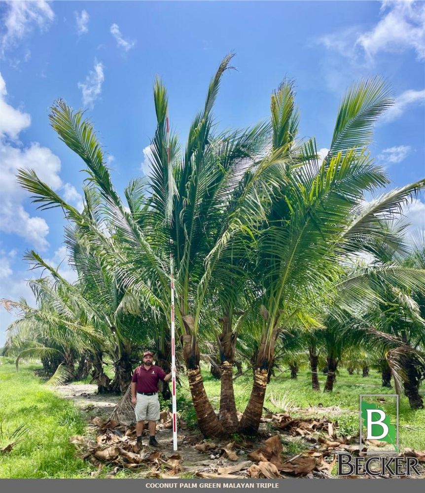 cocos-nucifera-green-malayan-coconut-palm